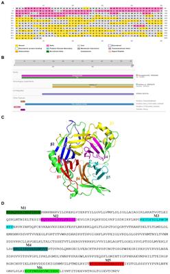Structural and functional characterization of peste des petits ruminants virus coded hemagglutinin protein using various in-silico approaches